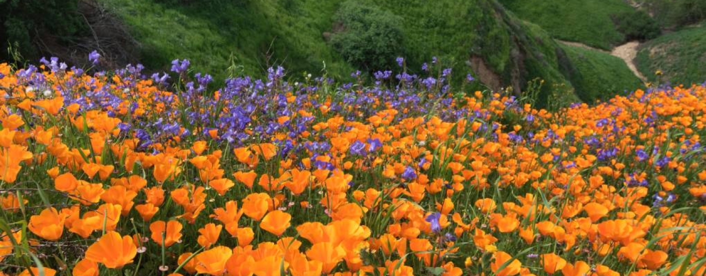 A field of Califonia poppies